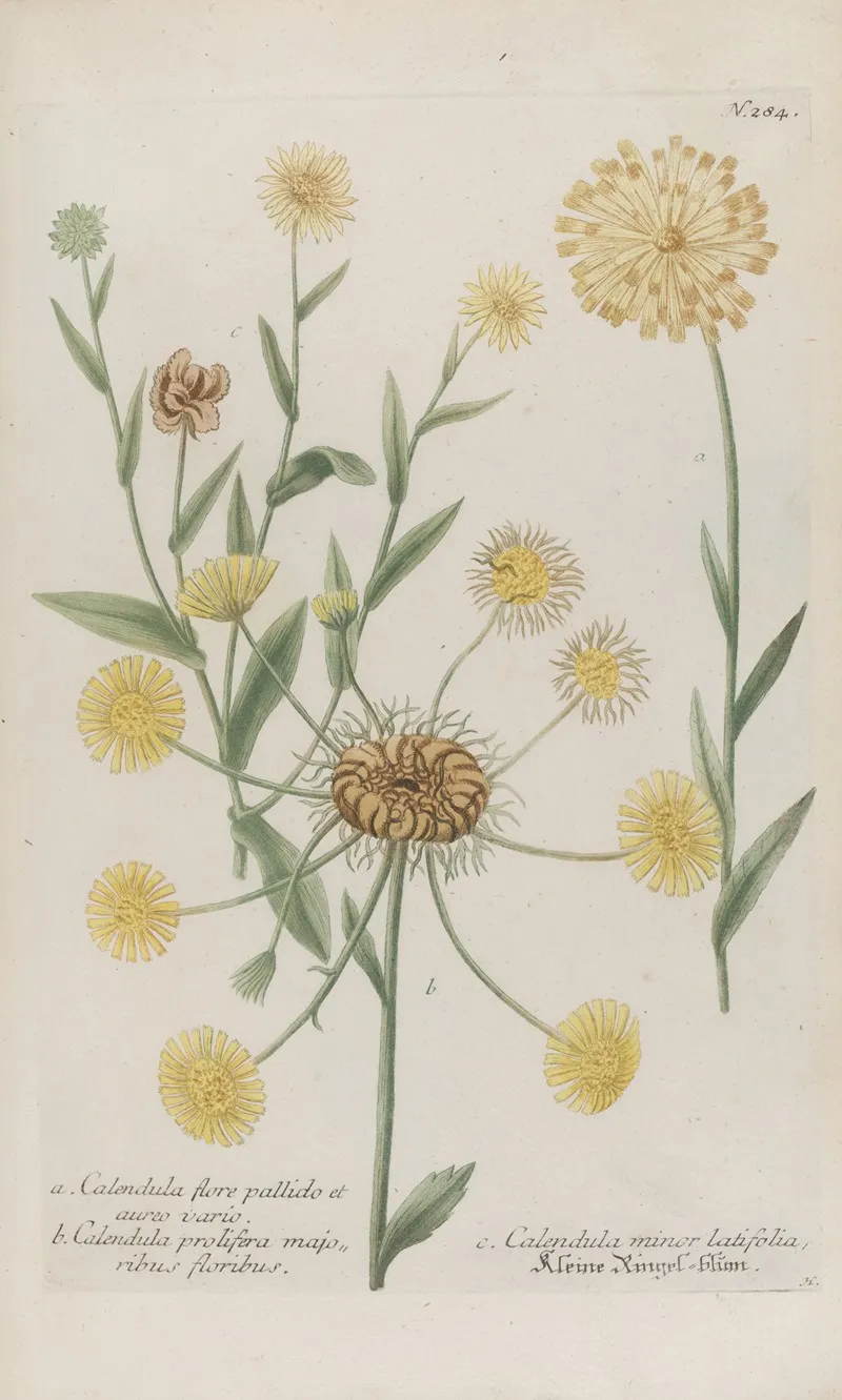 Phytanthoza Iconographia Pl 007