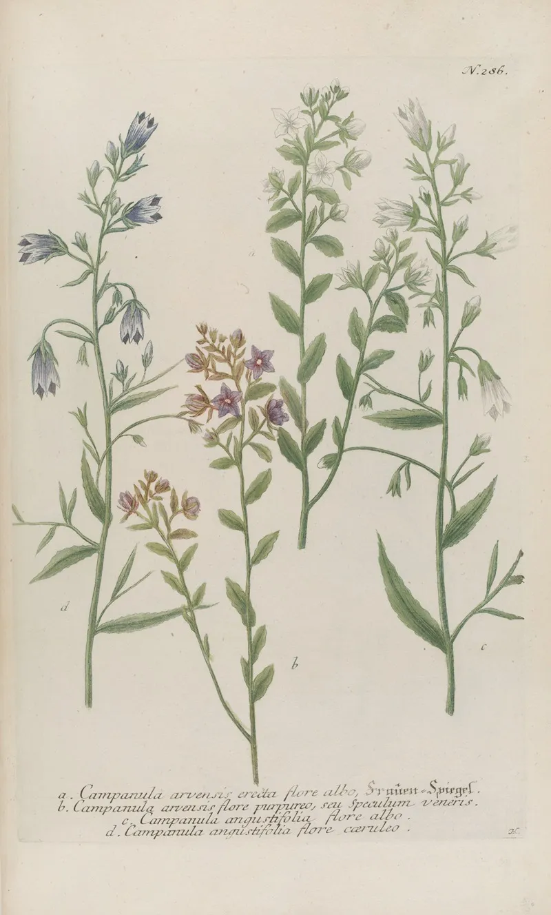 Phytanthoza Iconographia Pl 009