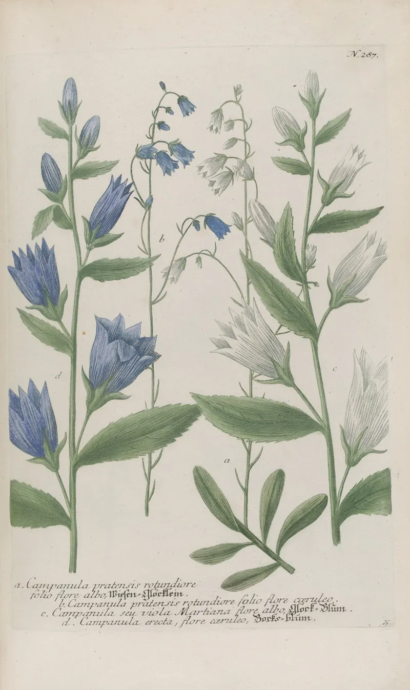 Phytanthoza Iconographia Pl 010