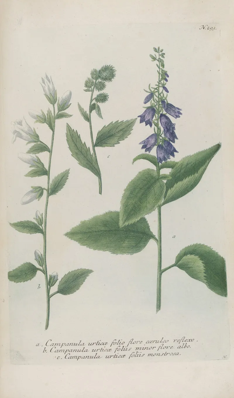 Phytanthoza Iconographia Pl 016