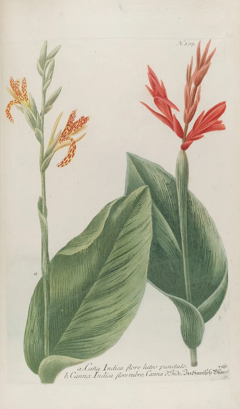 Phytanthoza Iconographia Pl 020