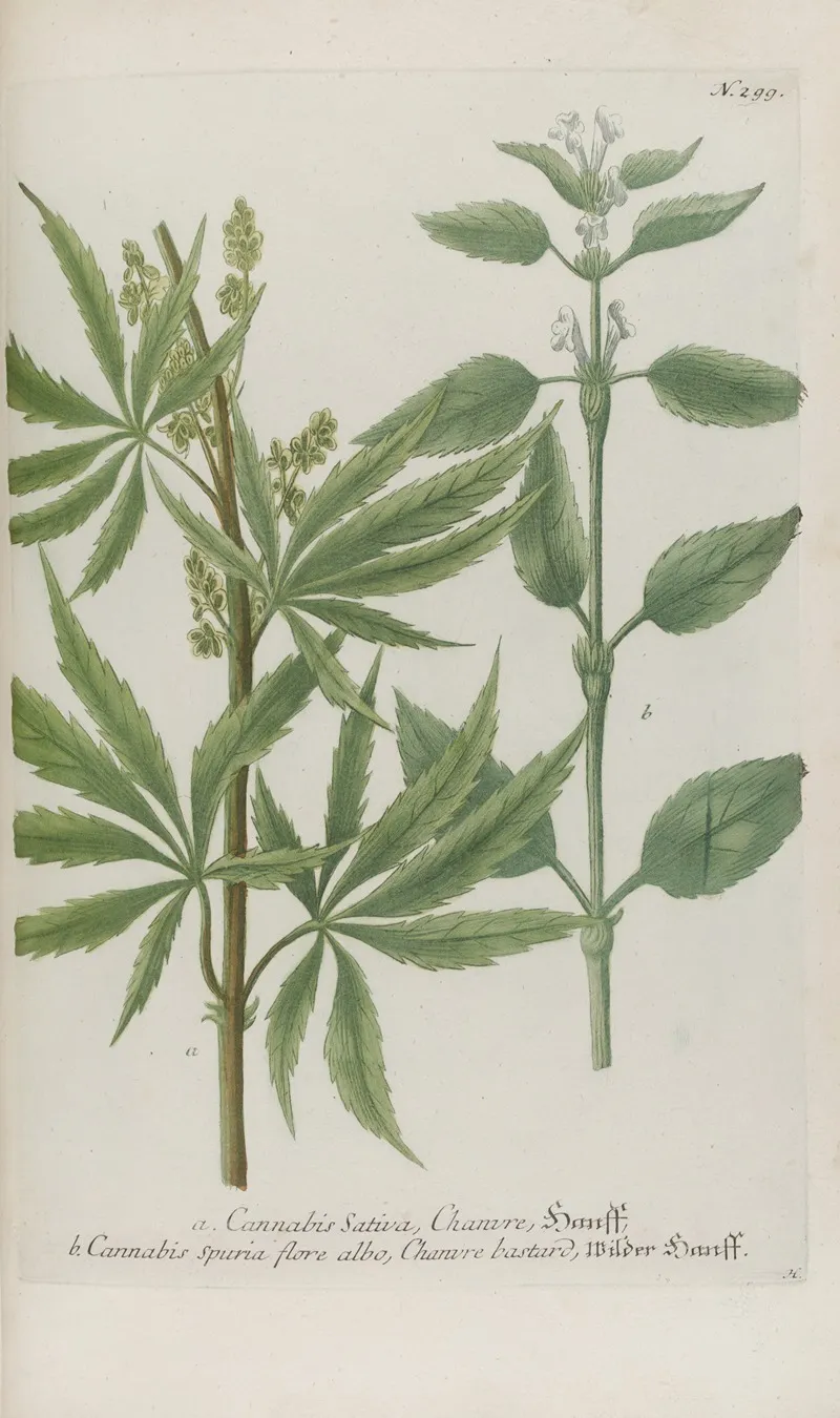 Phytanthoza Iconographia Pl 022