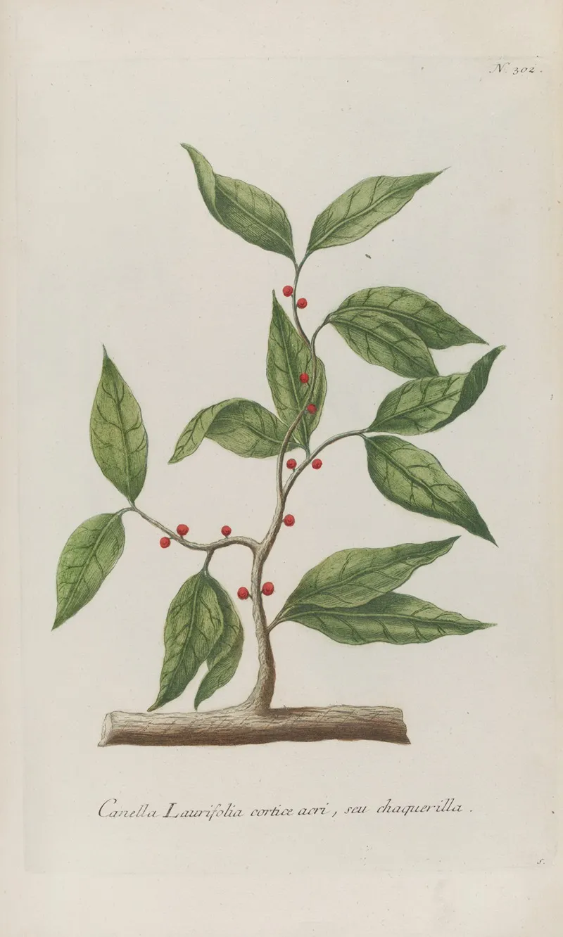 Phytanthoza Iconographia Pl 025