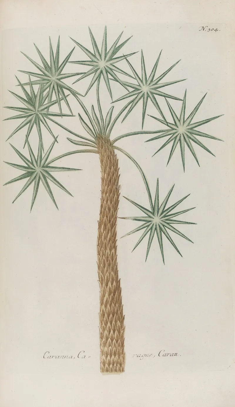 Phytanthoza Iconographia Pl 027