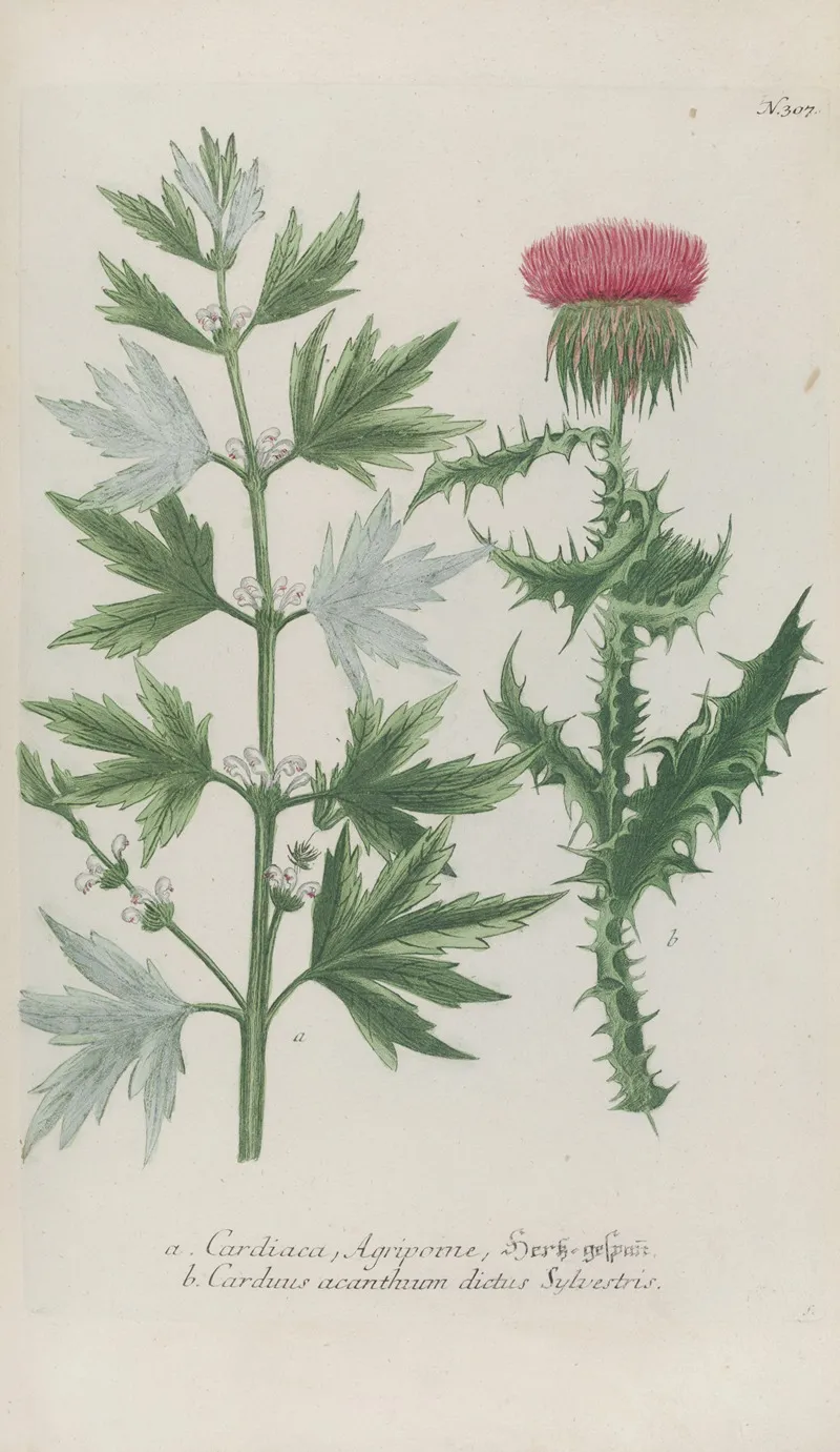 Phytanthoza Iconographia Pl 030