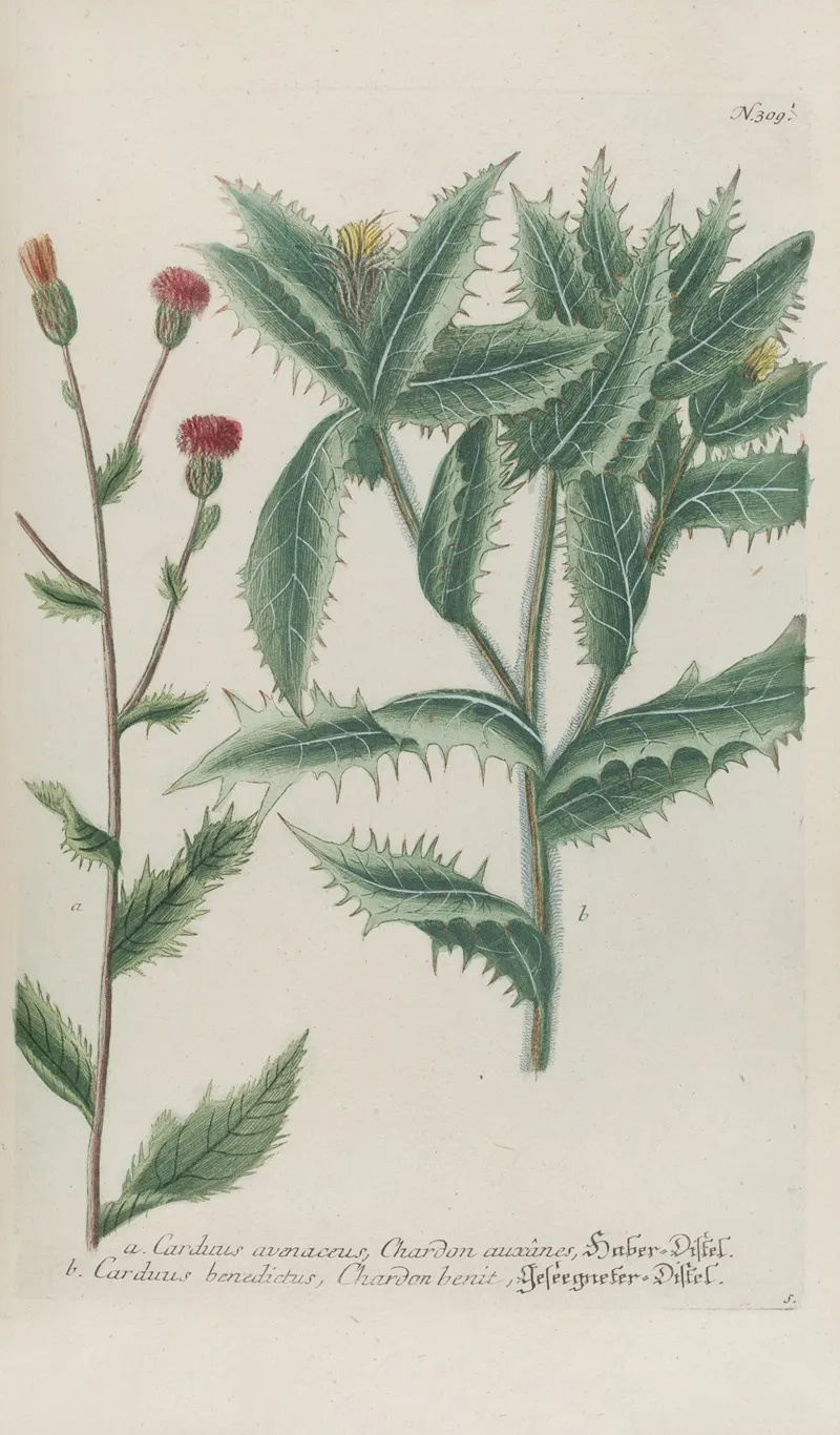 Phytanthoza Iconographia Pl 032