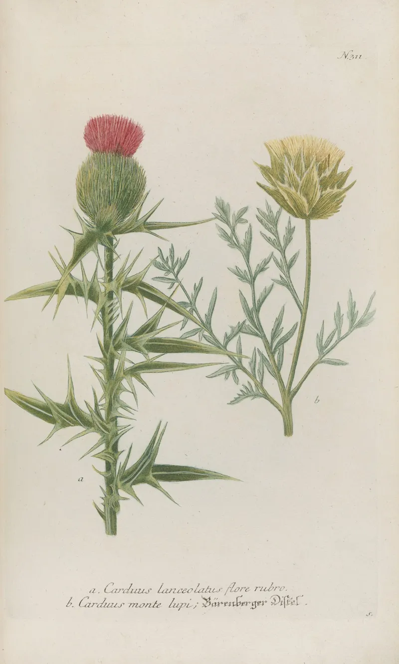 Phytanthoza Iconographia Pl 034