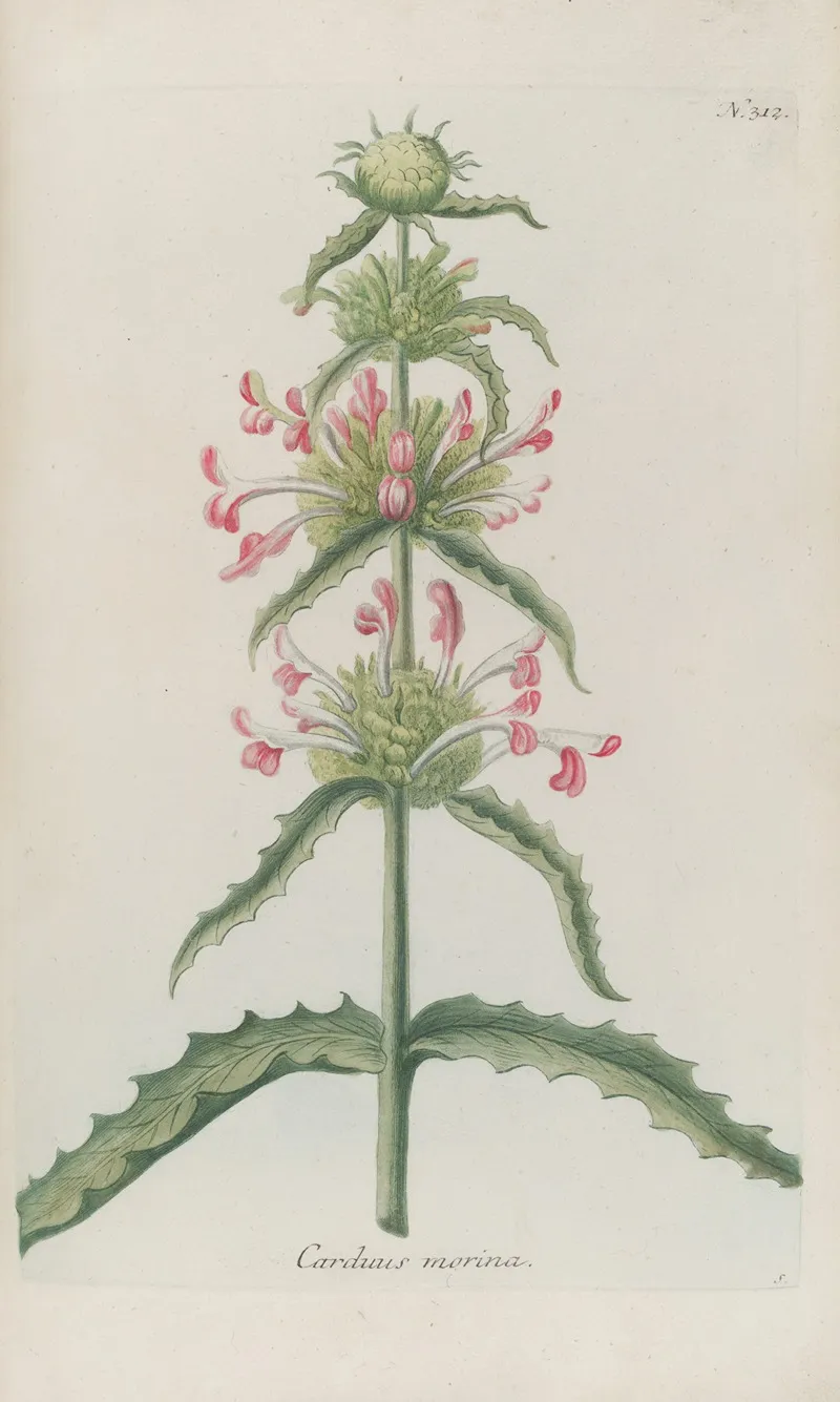 Phytanthoza Iconographia Pl 035