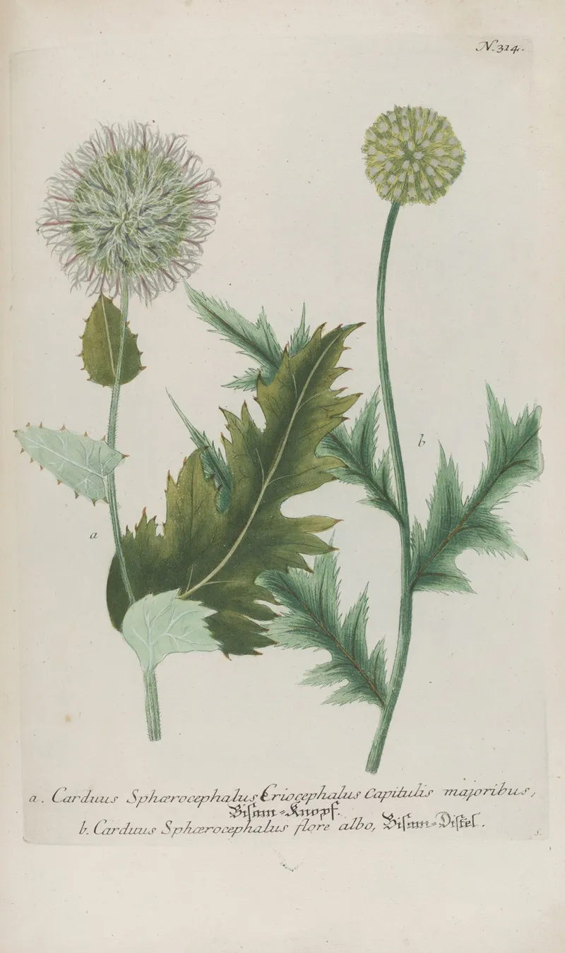 Phytanthoza Iconographia Pl 037