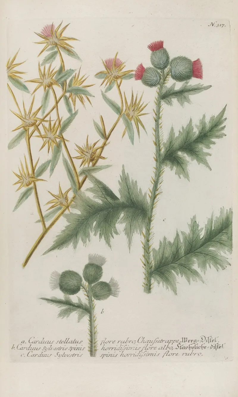 Phytanthoza Iconographia Pl 040