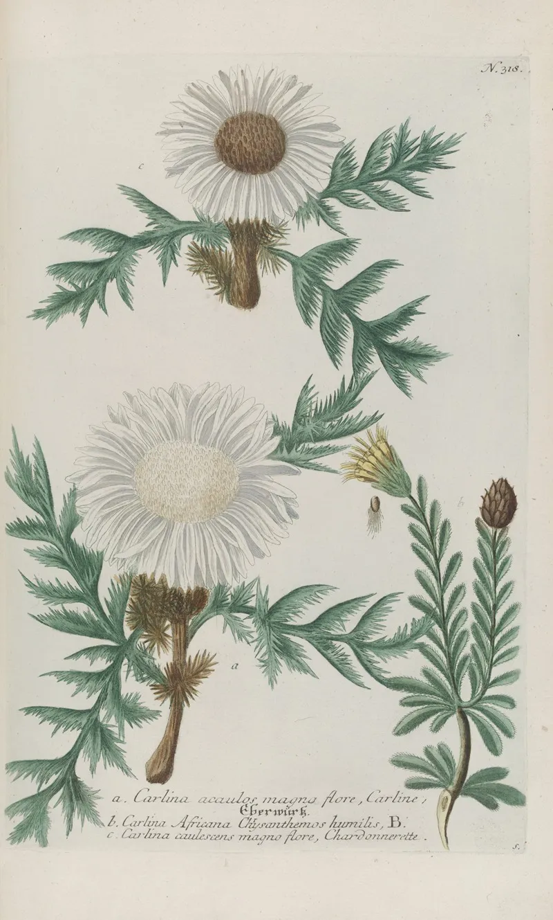 Phytanthoza Iconographia Pl 041