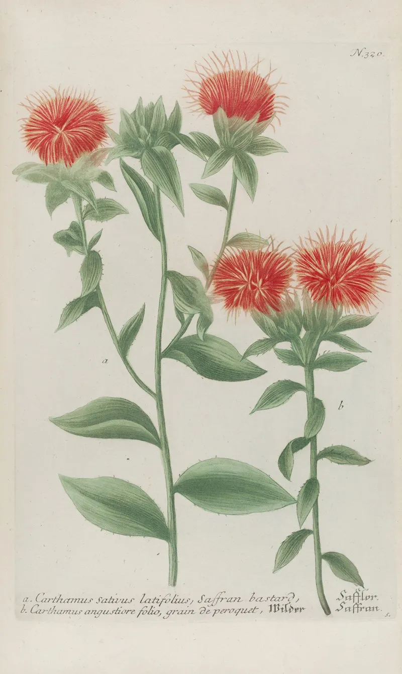 Phytanthoza Iconographia Pl 043