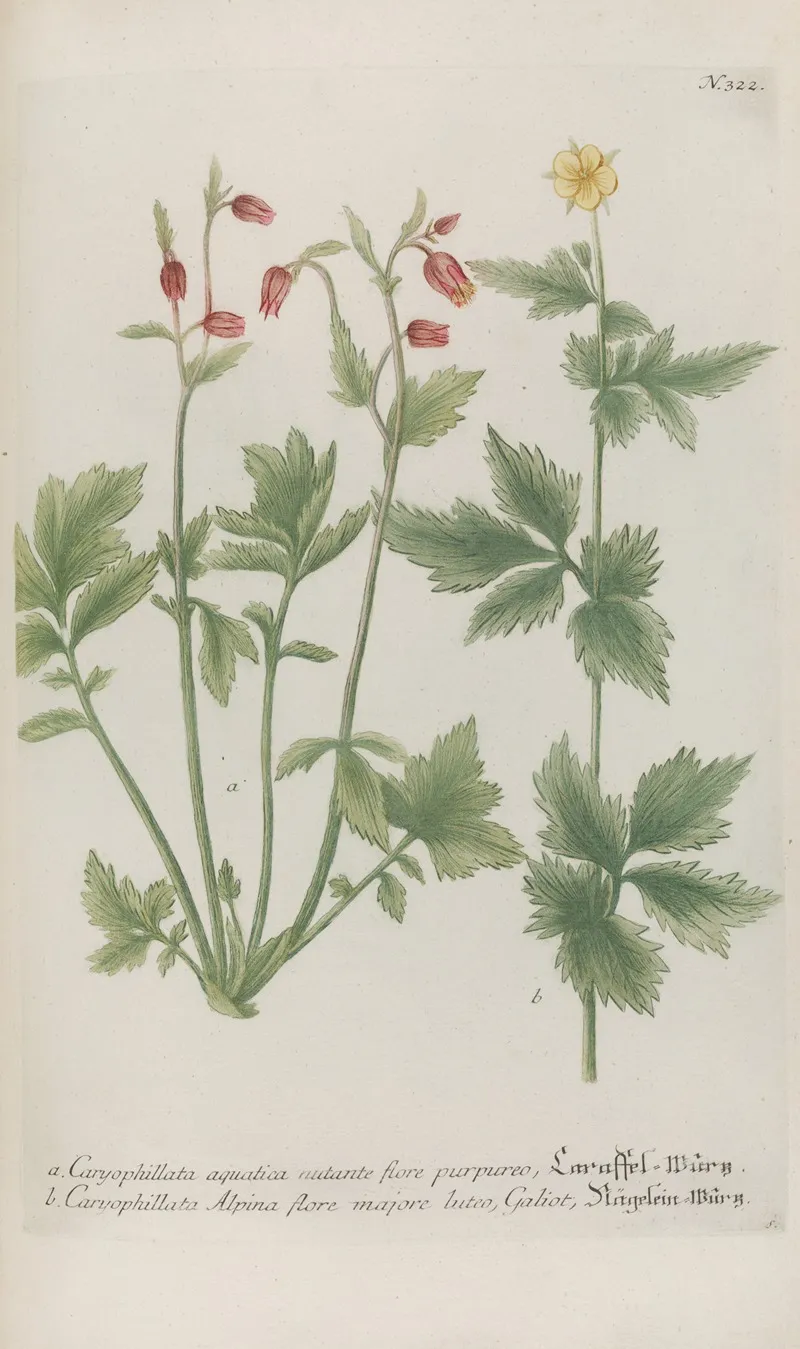 Phytanthoza Iconographia Pl 045