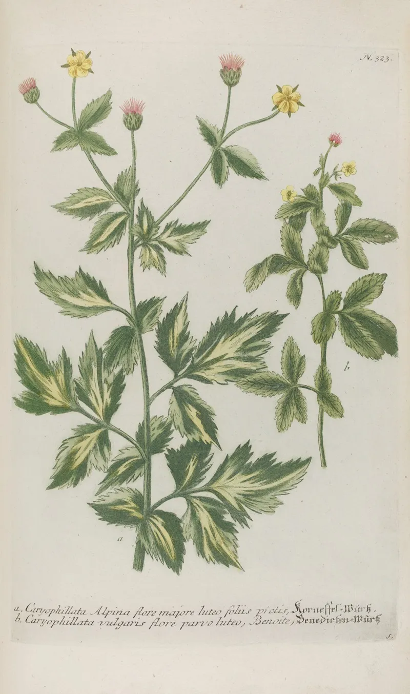 Phytanthoza Iconographia Pl 046