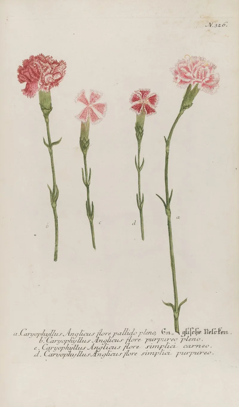 Phytanthoza Iconographia Pl 049