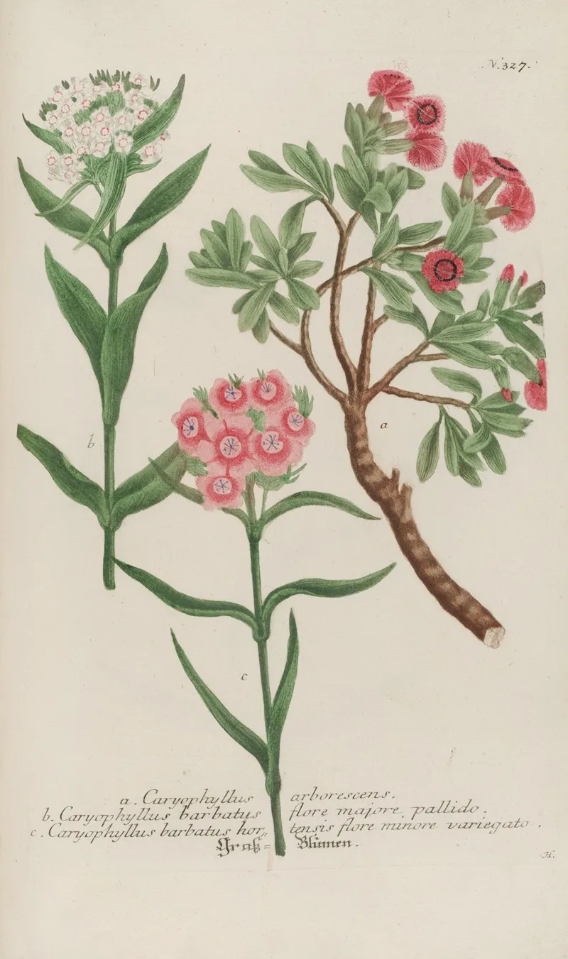 Phytanthoza Iconographia Pl 050