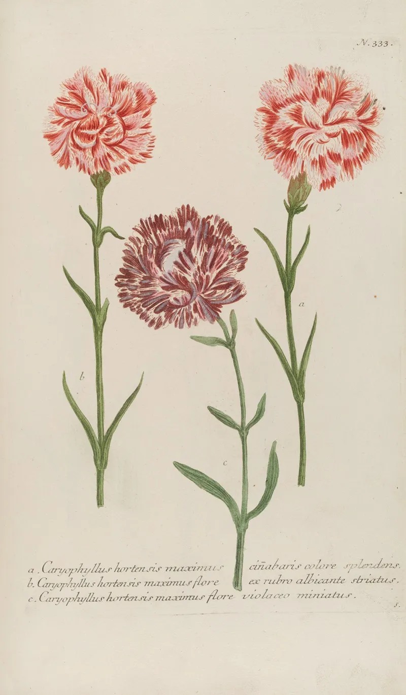 Phytanthoza Iconographia Pl 056