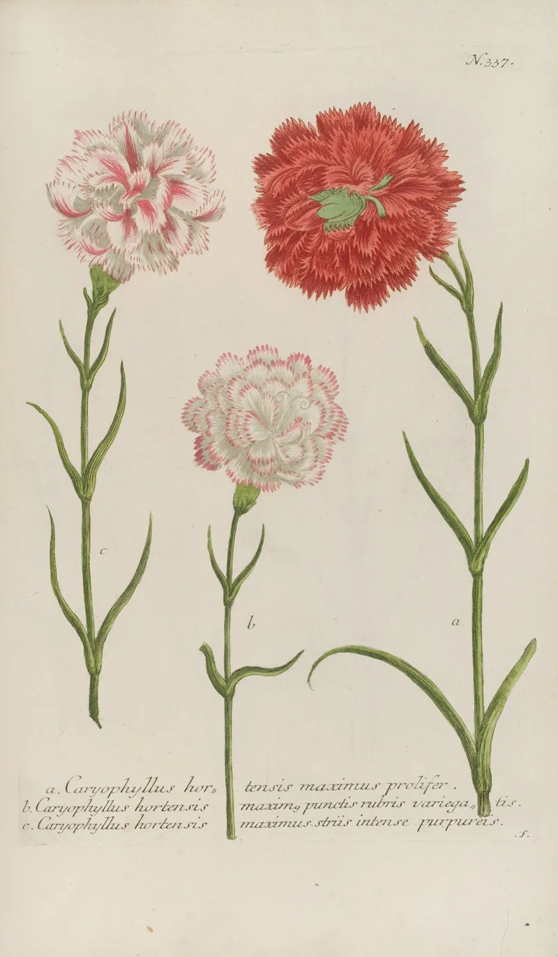 Phytanthoza Iconographia Pl 060