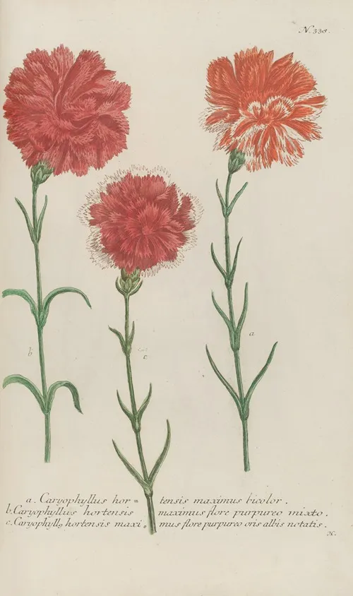 Phytanthoza Iconographia Pl 061