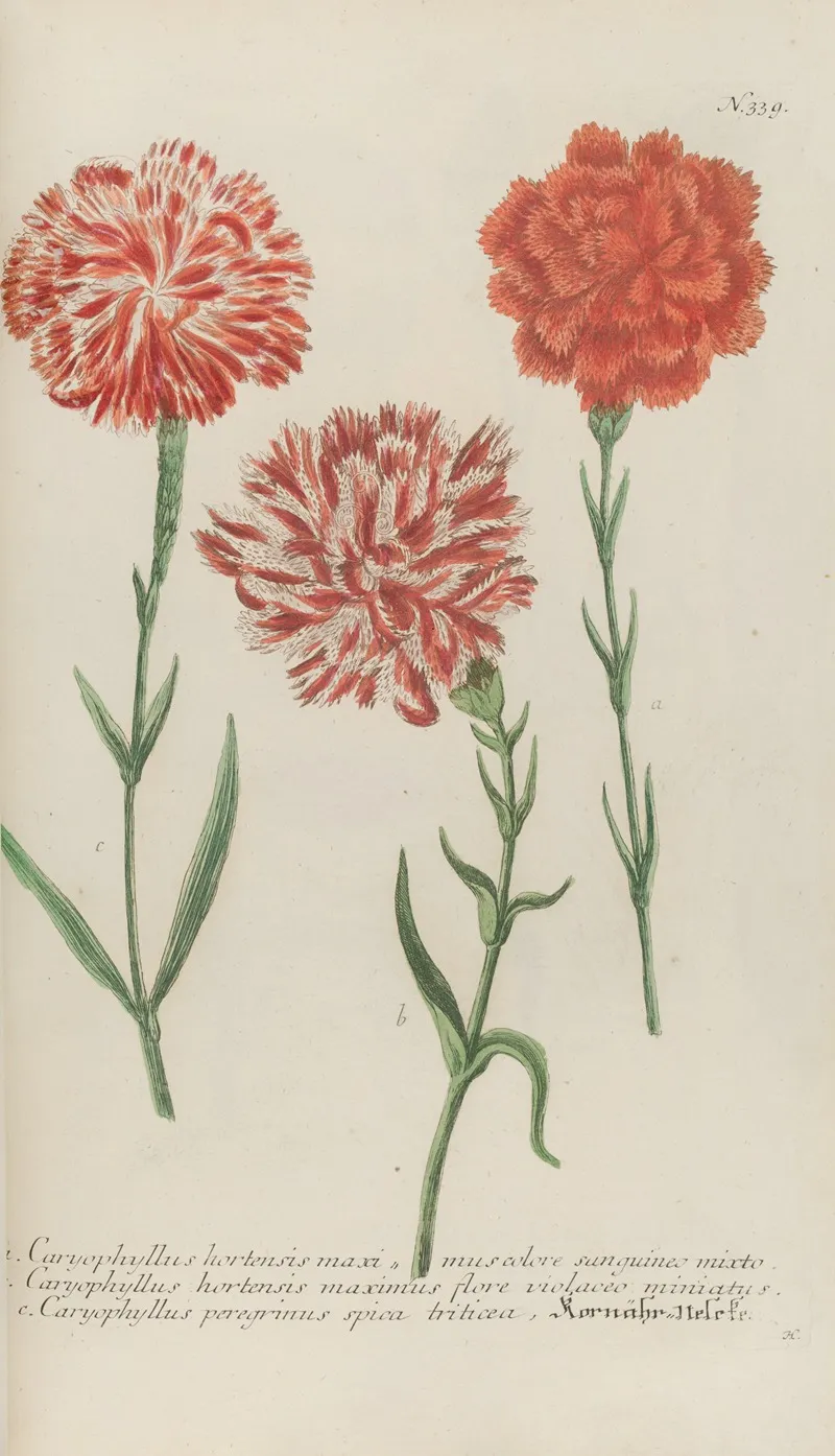 Phytanthoza Iconographia Pl 062