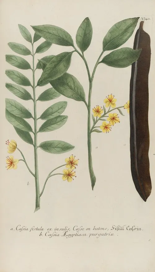 Phytanthoza Iconographia Pl 063