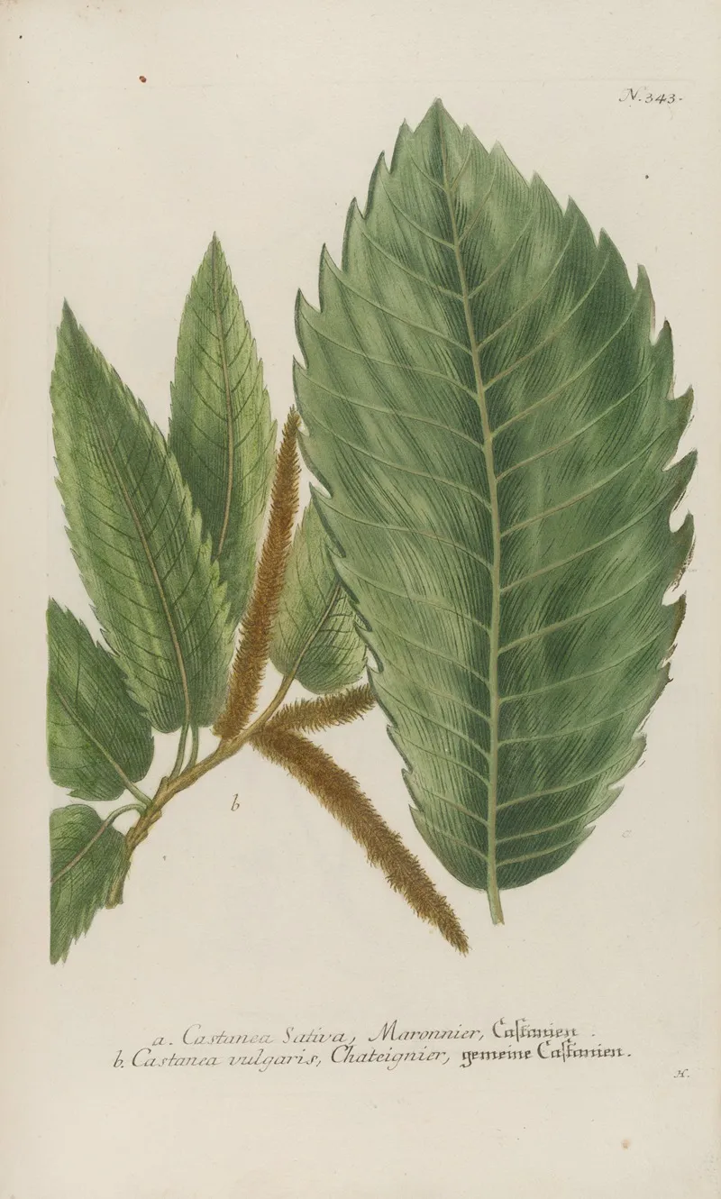 Phytanthoza Iconographia Pl 066