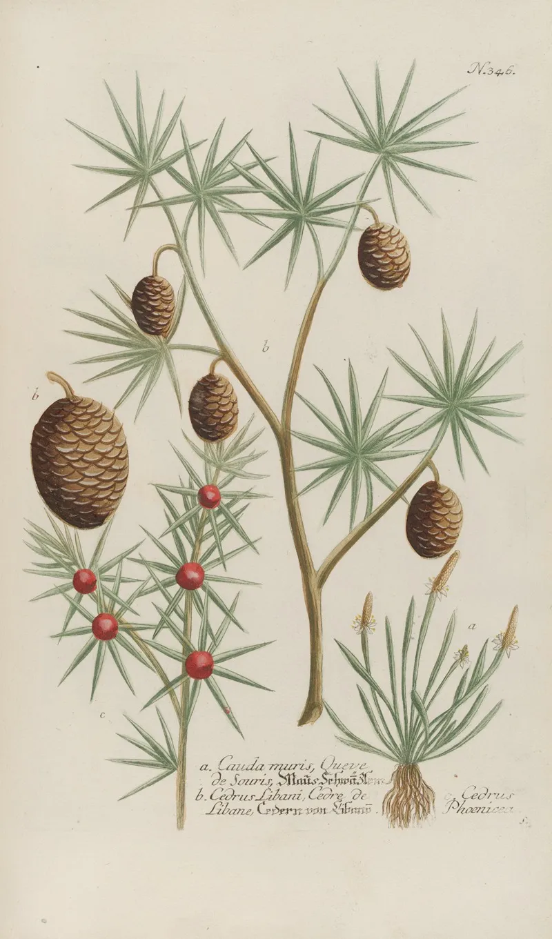 Phytanthoza Iconographia Pl 069