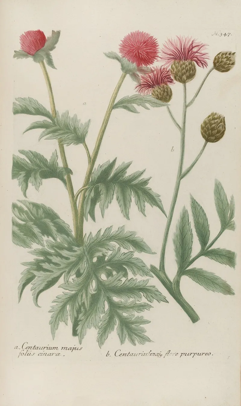 Phytanthoza Iconographia Pl 070