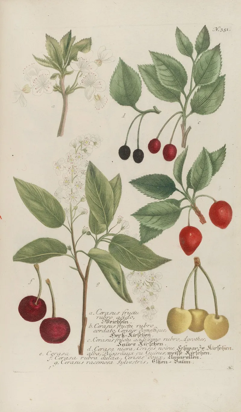 Phytanthoza Iconographia Pl 074