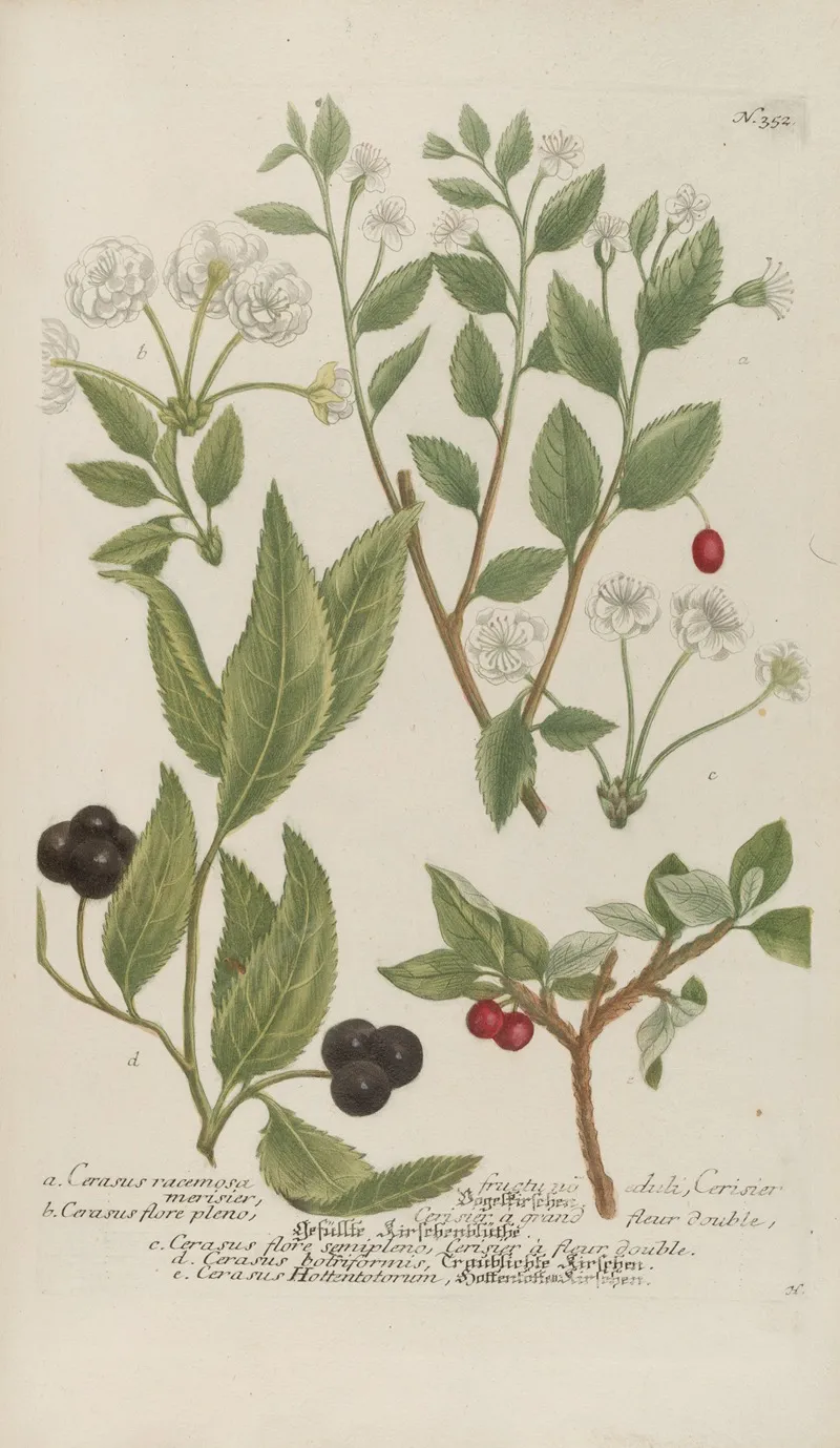 Phytanthoza Iconographia Pl 075