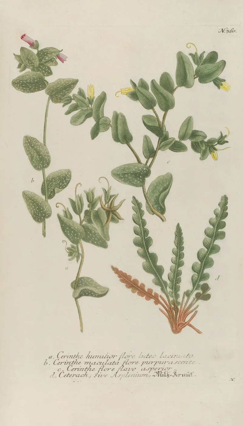 Phytanthoza Iconographia Pl 083