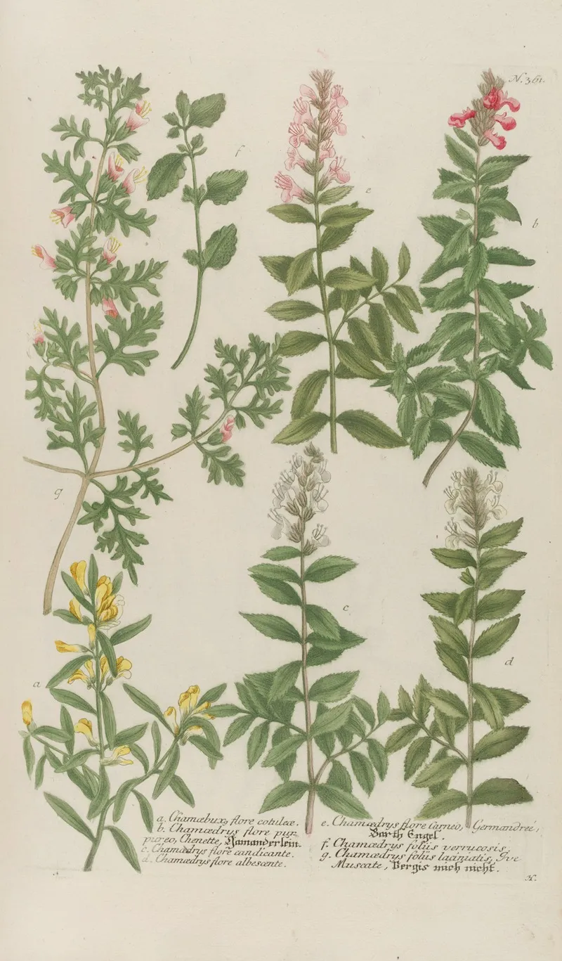 Phytanthoza Iconographia Pl 084