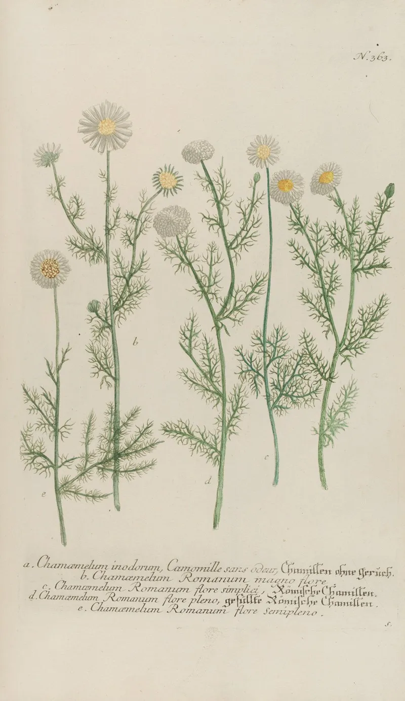 Phytanthoza Iconographia Pl 086