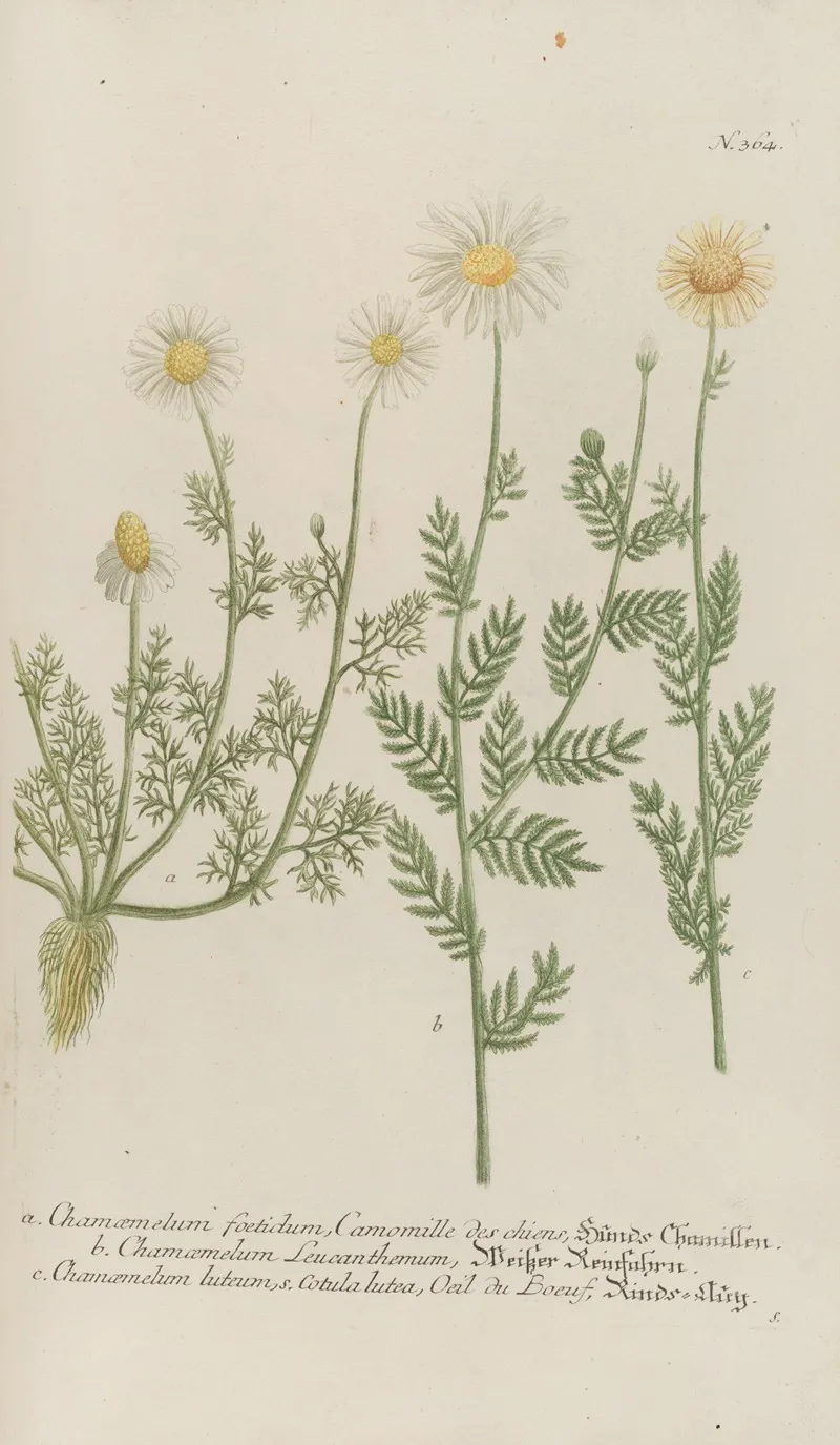 Phytanthoza Iconographia Pl 087