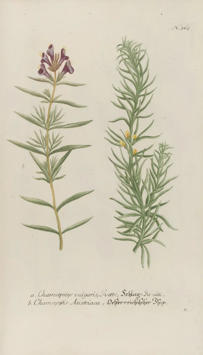 Phytanthoza Iconographia Pl 088