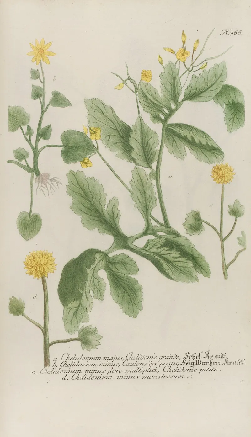 Phytanthoza Iconographia Pl 089