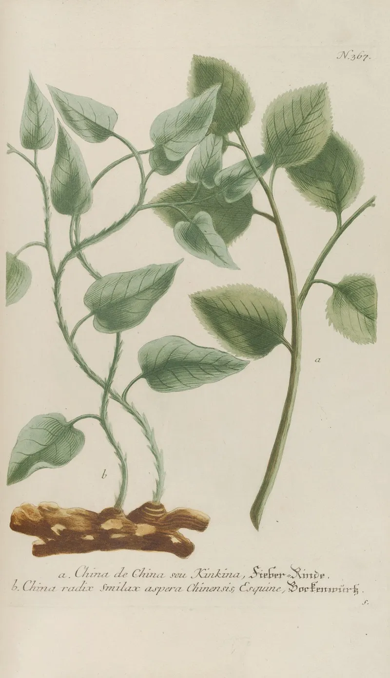 Phytanthoza Iconographia Pl 090