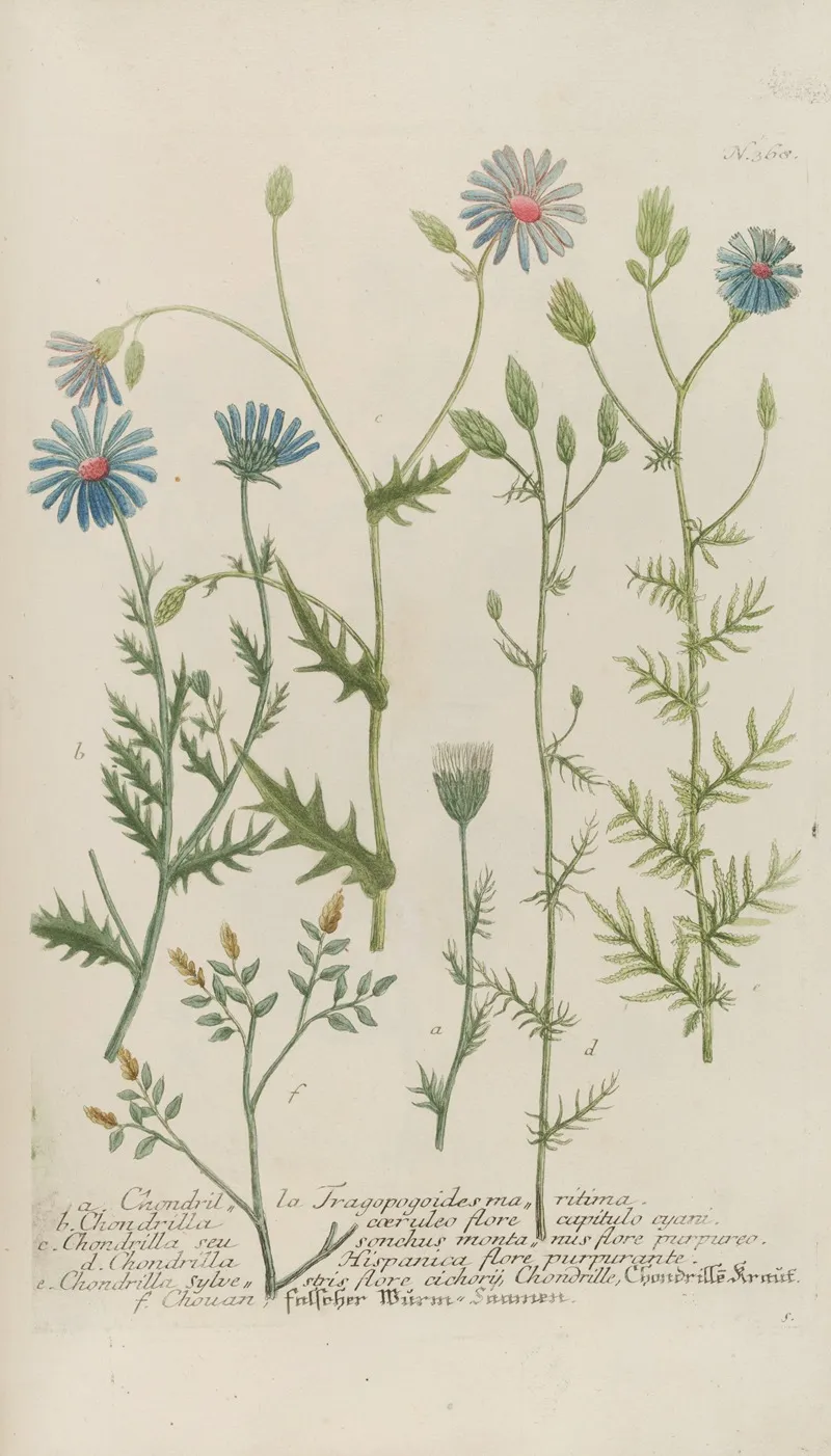 Phytanthoza Iconographia Pl 091