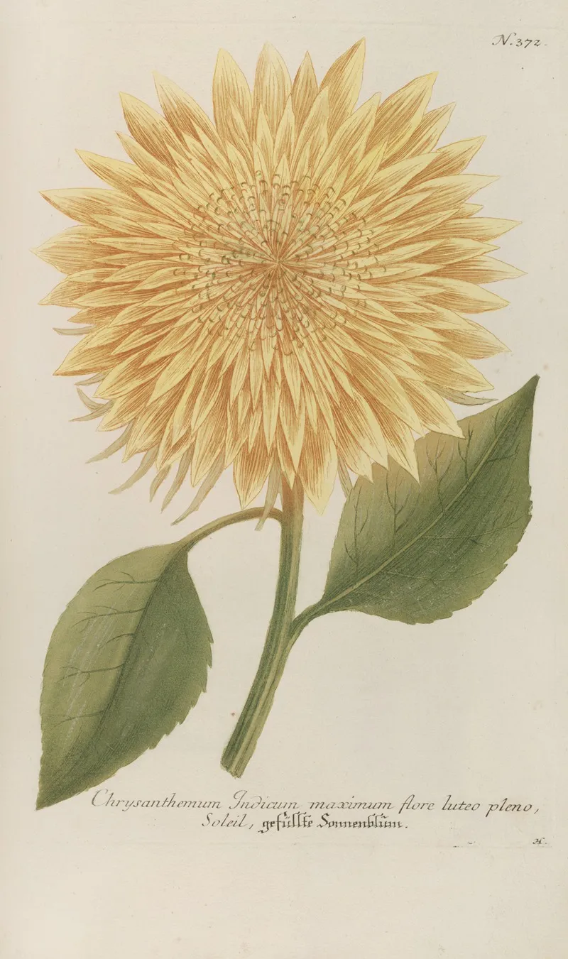 Phytanthoza Iconographia Pl 095