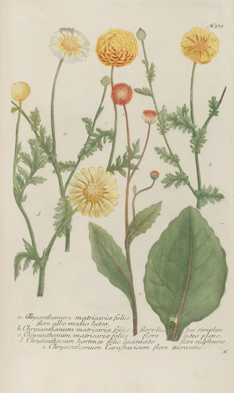 Phytanthoza Iconographia Pl 102