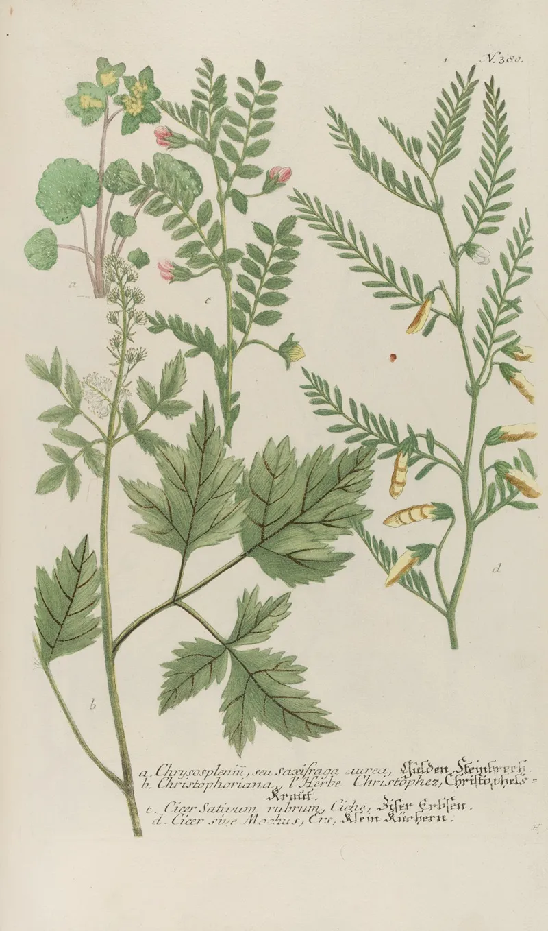 Phytanthoza Iconographia Pl 103