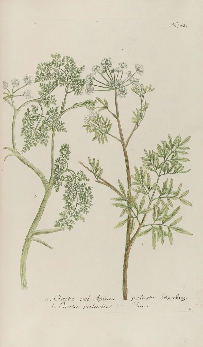 Phytanthoza Iconographia Pl 105