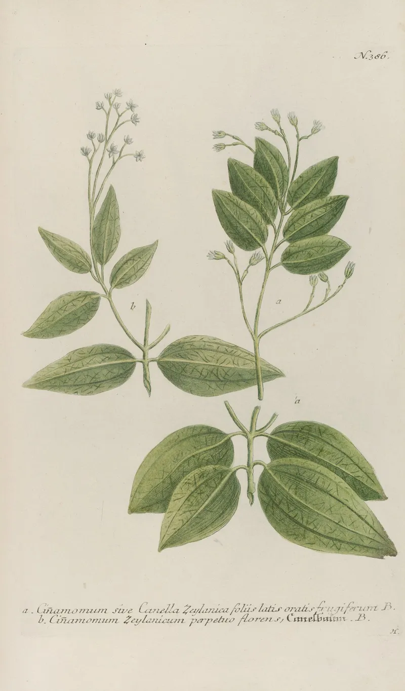Phytanthoza Iconographia Pl 109