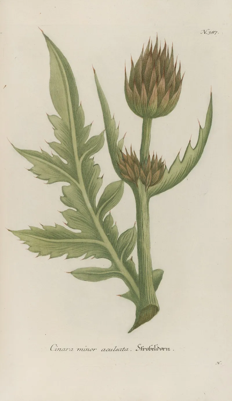 Phytanthoza Iconographia Pl 110