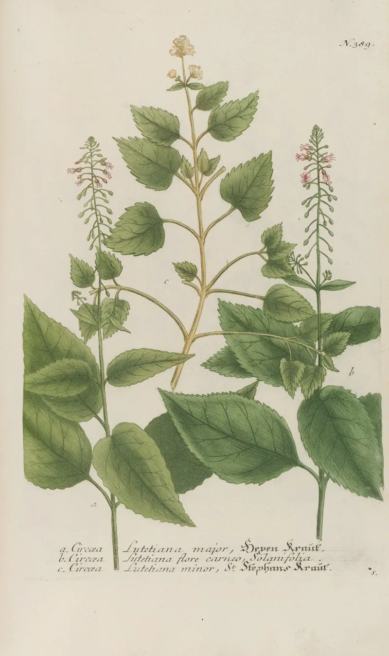 Phytanthoza Iconographia Pl 112