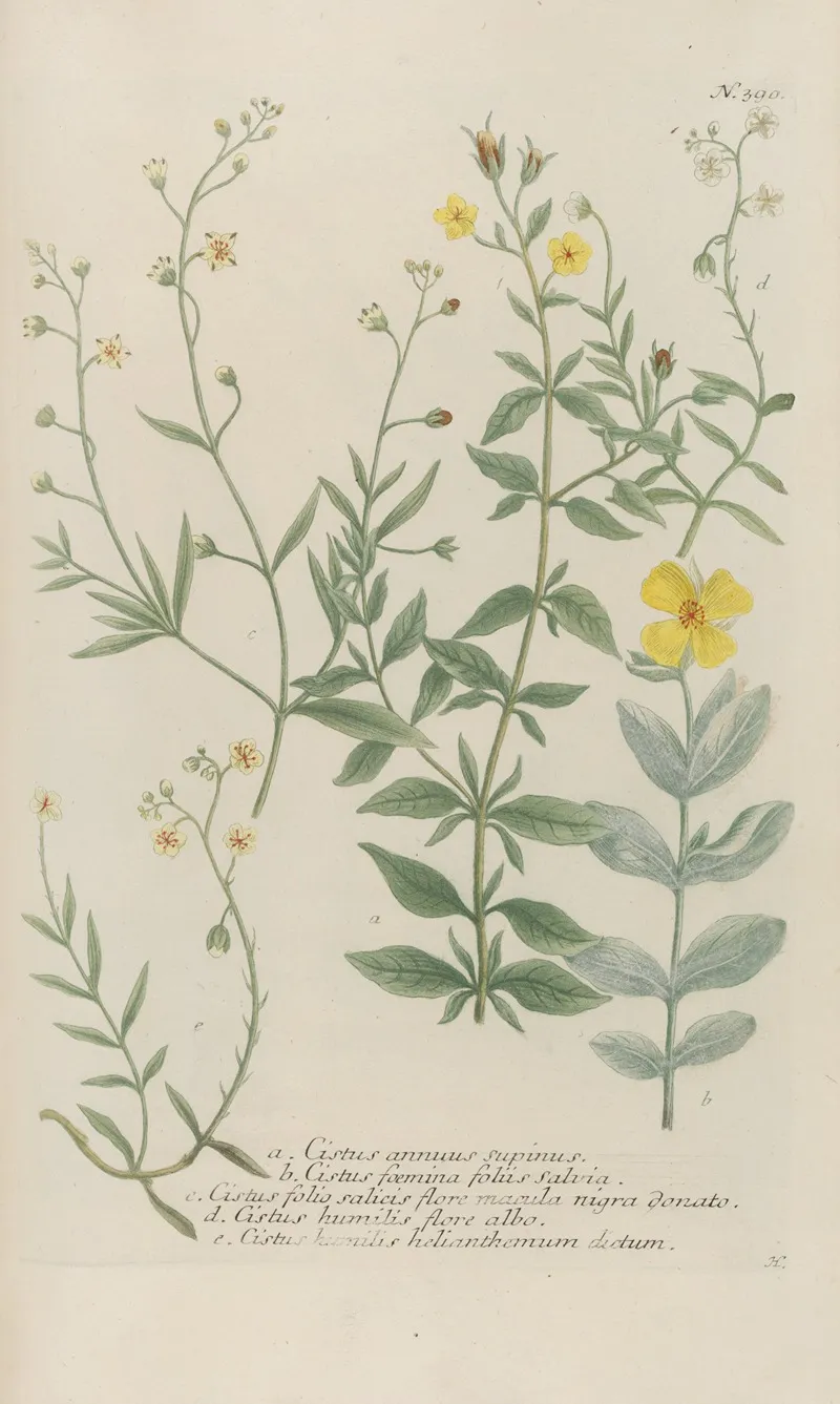 Phytanthoza Iconographia Pl 113