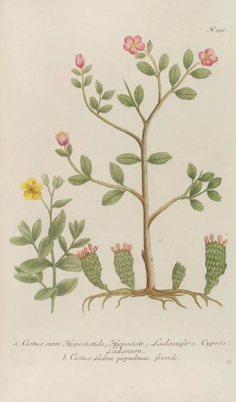 Phytanthoza Iconographia Pl 114