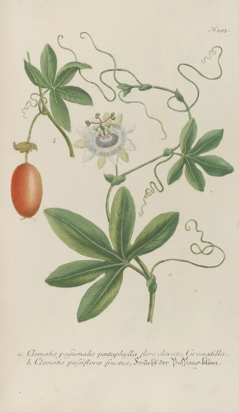 Phytanthoza Iconographia Pl 118