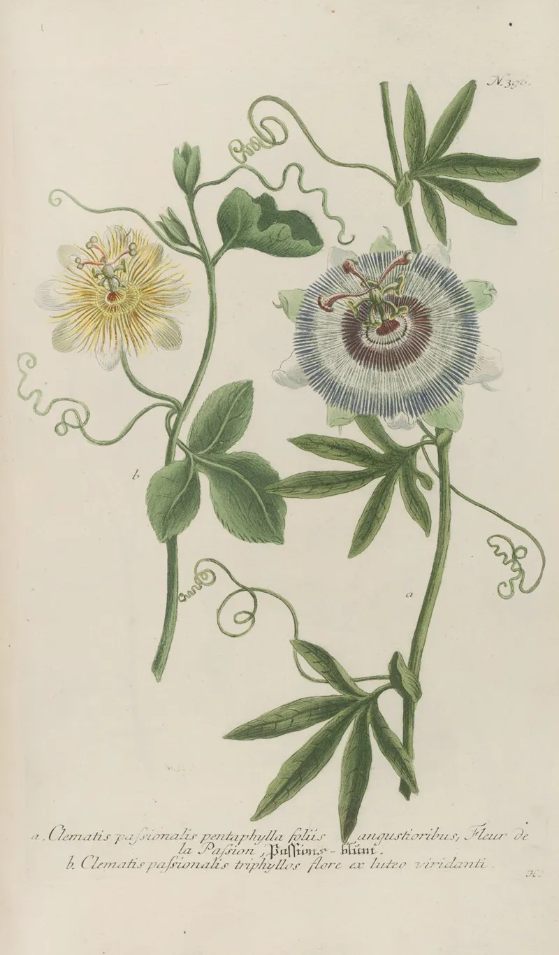 Phytanthoza Iconographia Pl 119