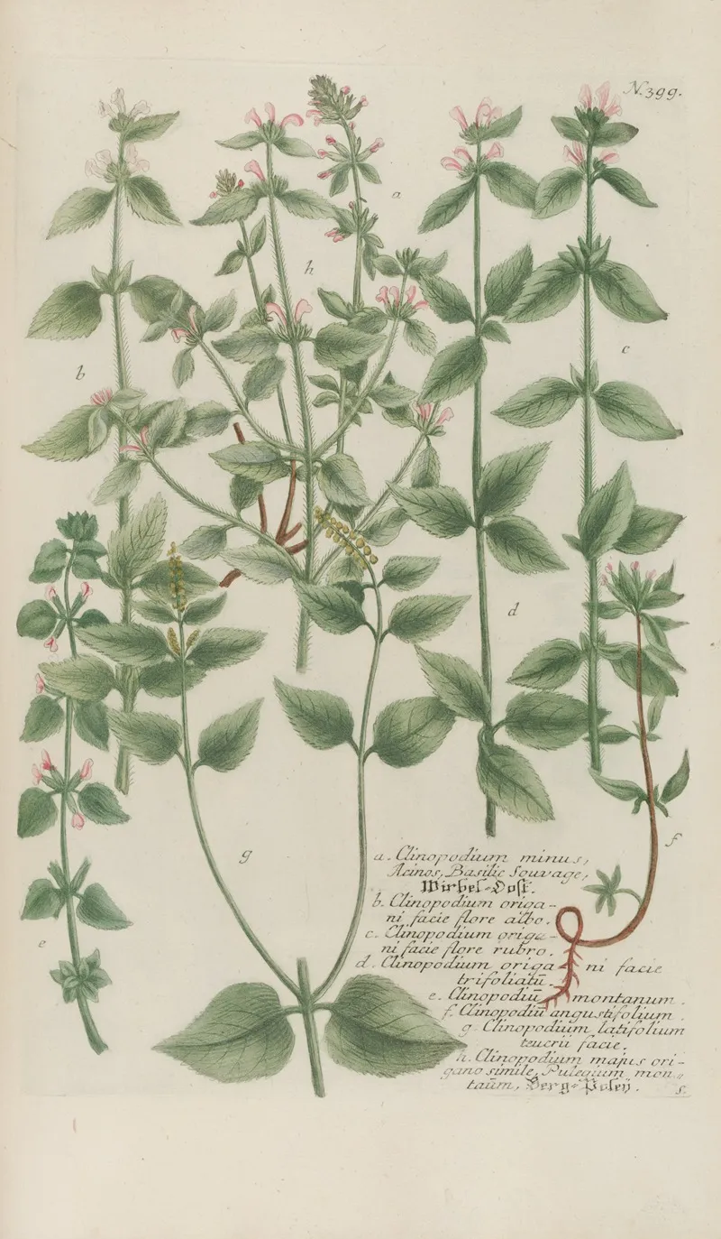 Phytanthoza Iconographia Pl 122